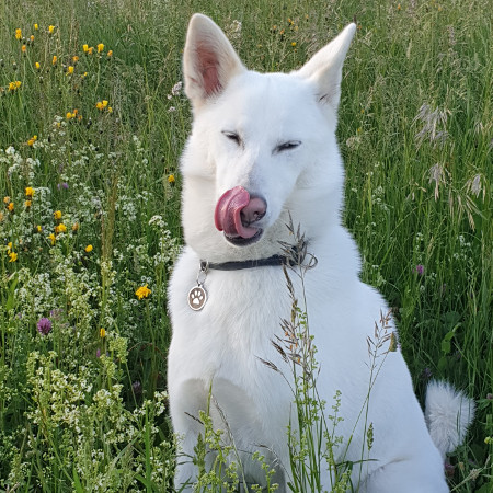 unsere Kanaan-Hündin Bella